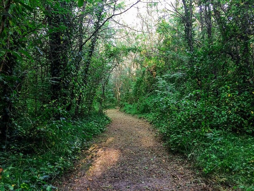 El gobierno bonaerense reglamentó la Ley de Bosques Nativos
