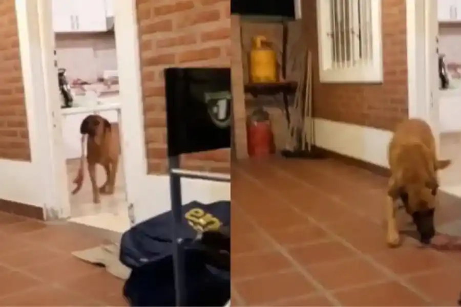 VIRAL | Preparaban un asado y una visita inesperada les "afanó" la carne: "Pestañaste"