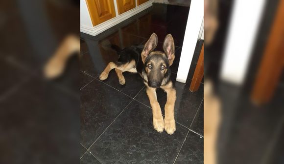 No se salvan ni los perros: así robaron una mascota de una casa