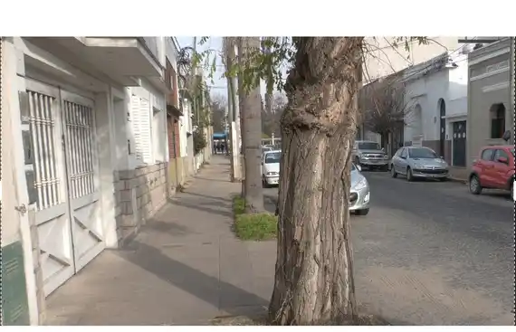 “No es un capricho mío”, aseguró una frentista que reclama que extraigan un árbol de su vereda