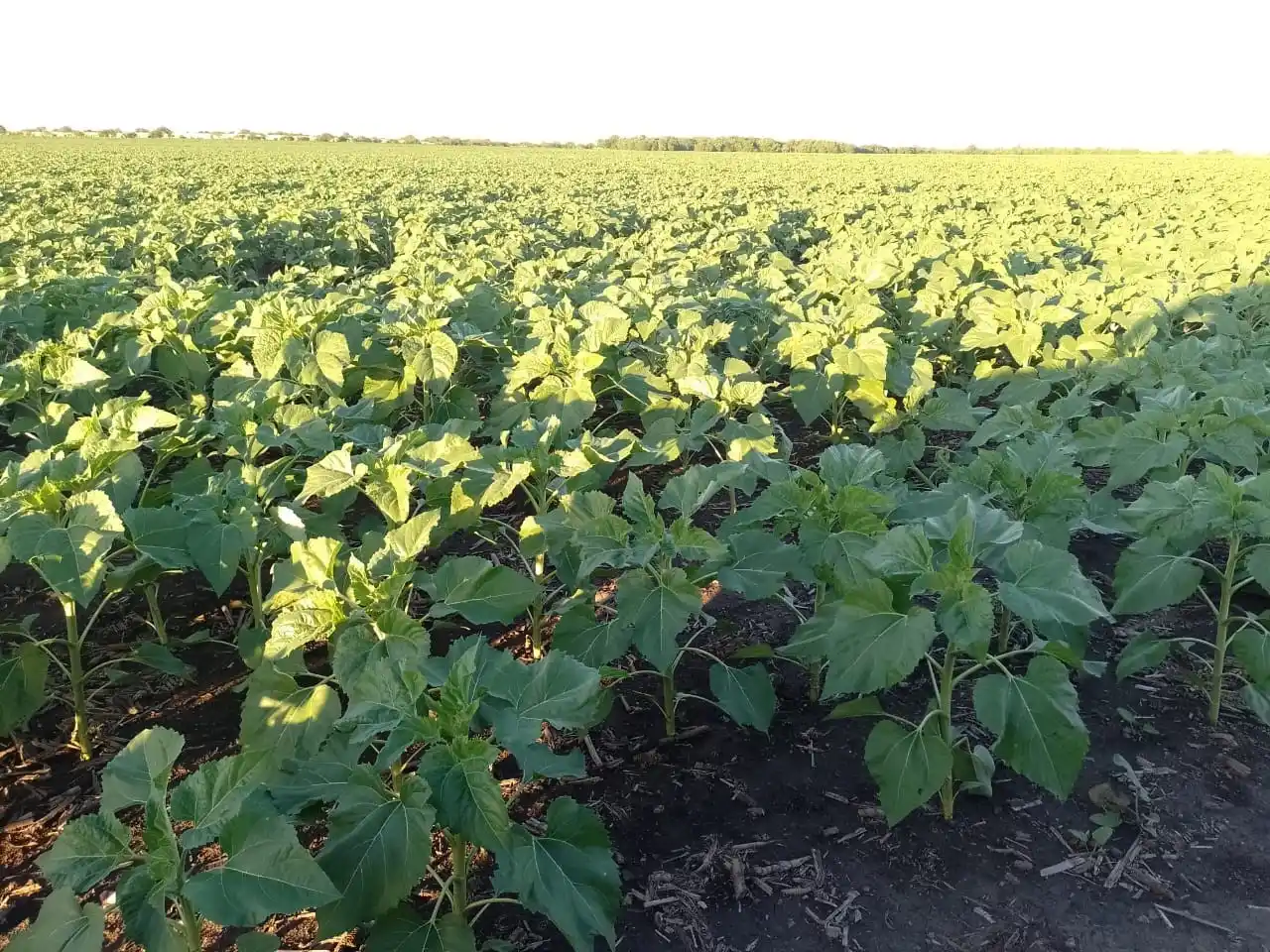 Girasol: ensayos del INTA local