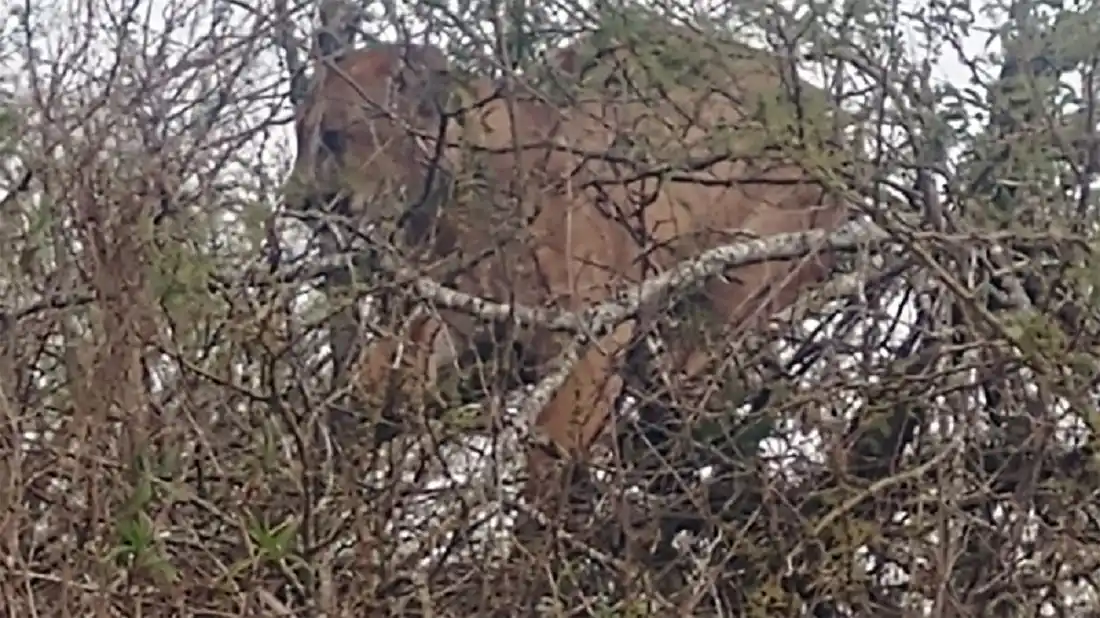 Avistaron un puma y no pudieron atraparlo en cercanías de San Salvador