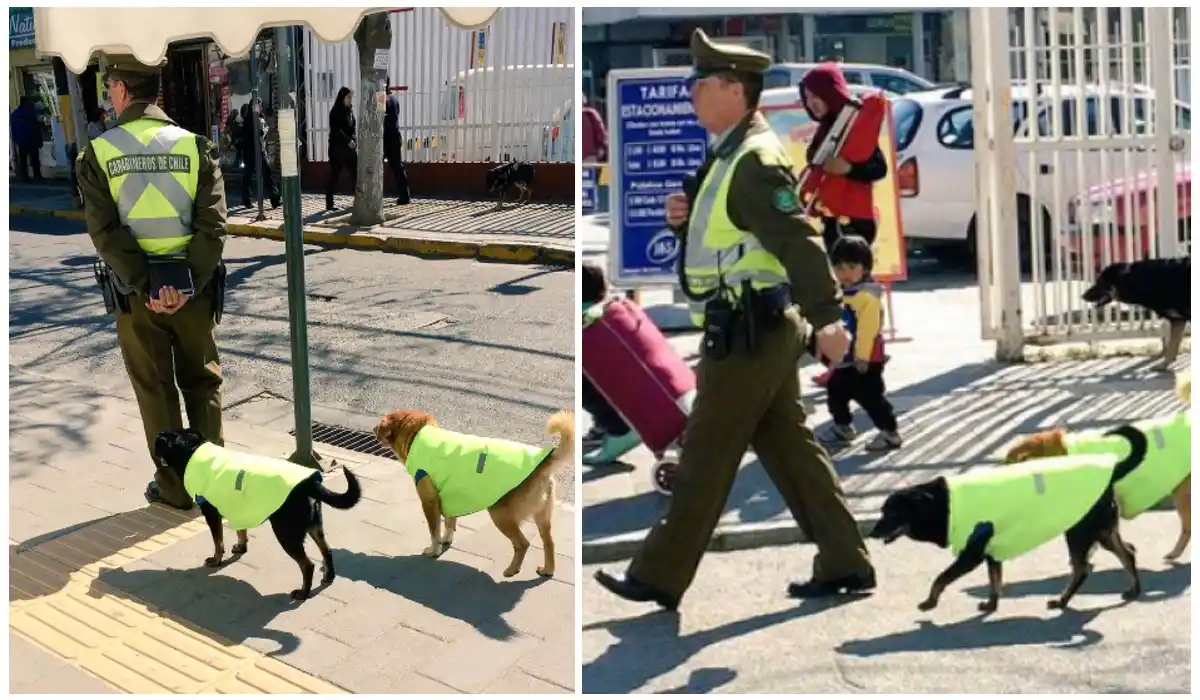 La policía adopta perros callejeros para que los acompañen en su trabajo