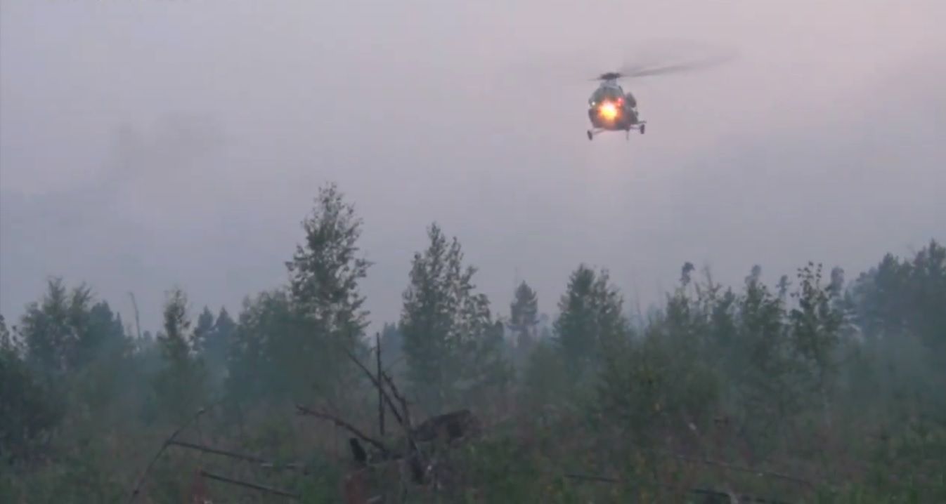 Los grandes bosques de la Tierra en peligro