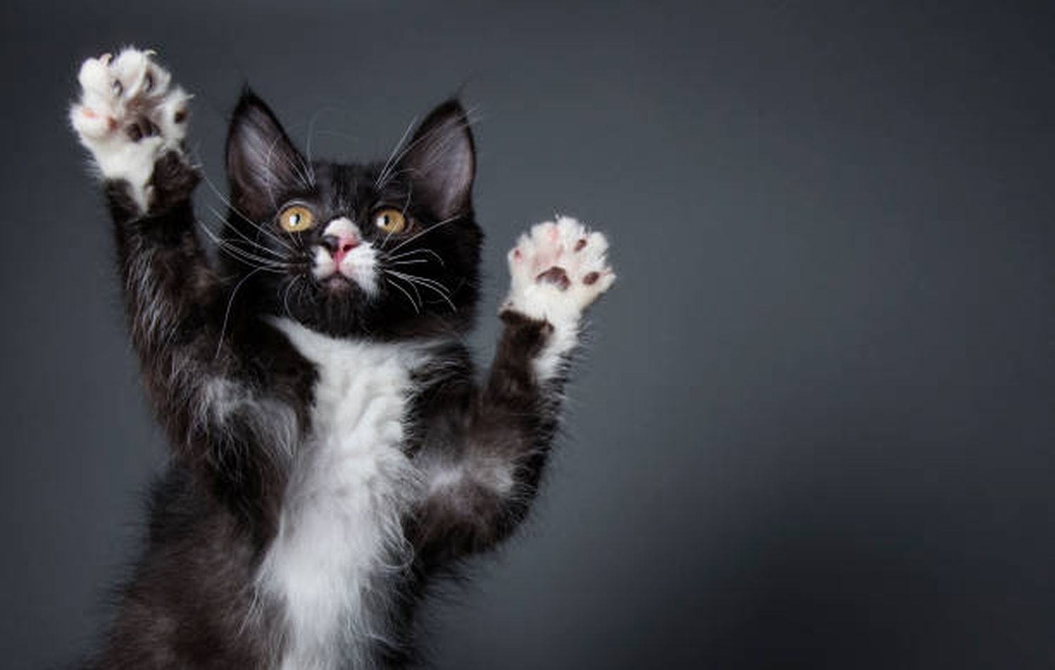 Ring ring: gatito aprende a timbrar para que su dueña le abra (+video)
