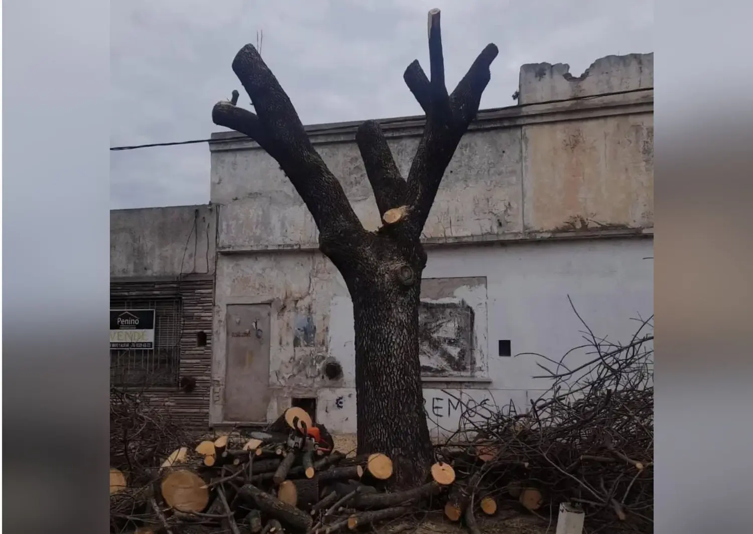 "¿Podan el árbol en vez de meter presos a los delincuentes?"