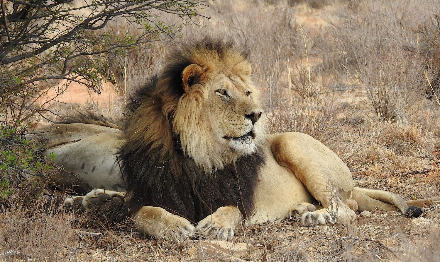 Los leones no mastican vidrio