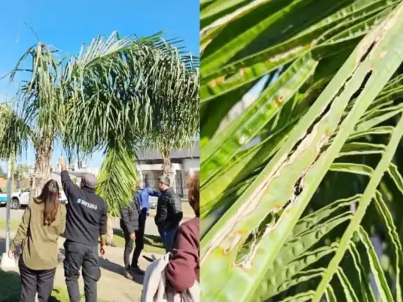 Concientizan sobre la detección temprana de la plaga picudo rojo de las palmeras