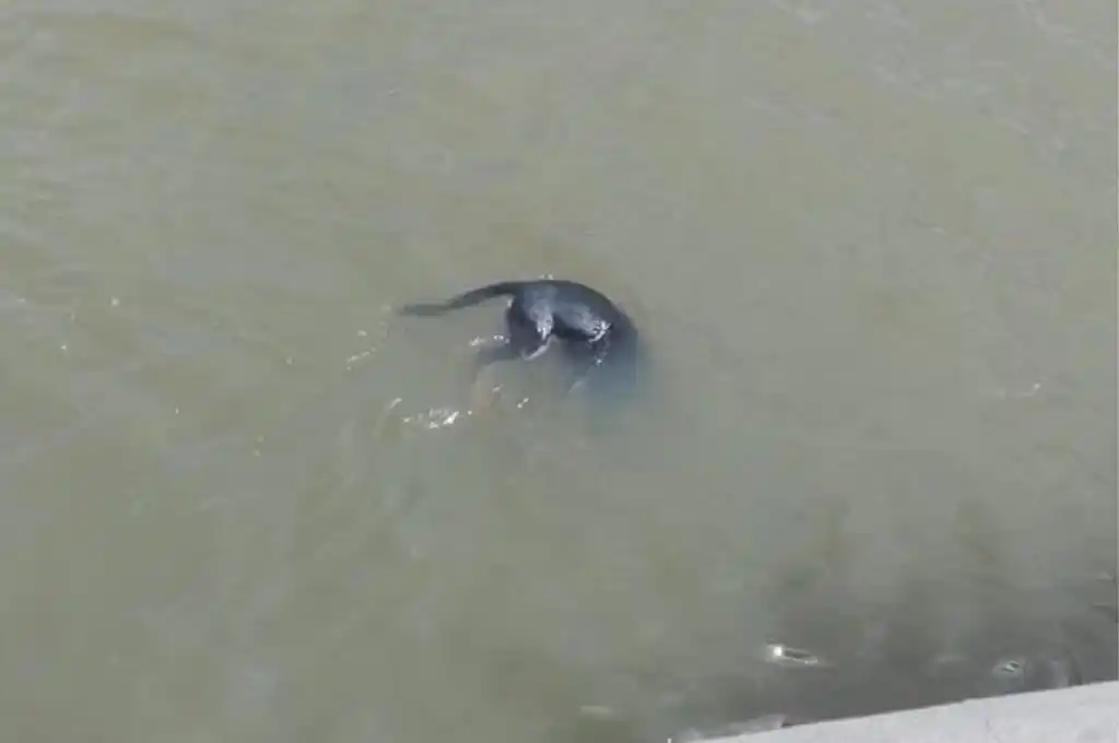 El maltrato animal está penado por la Ley 14.346.