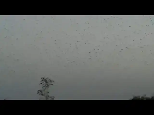 Preocupación en La Rioja por invasión de langostas