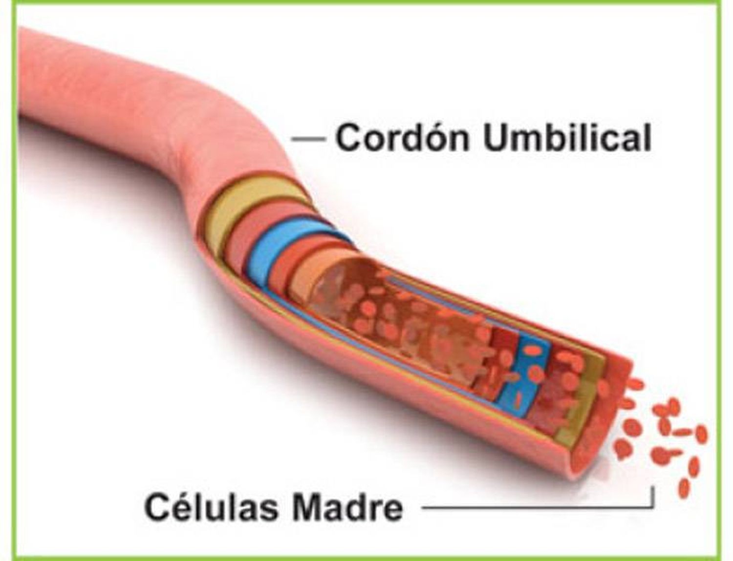 Células madre de cordón umbilical: qué son y para qué se utilizan