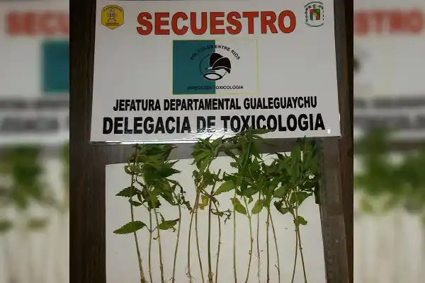 La Policía llegó por un conflicto familiar y terminó secuestrando marihuana