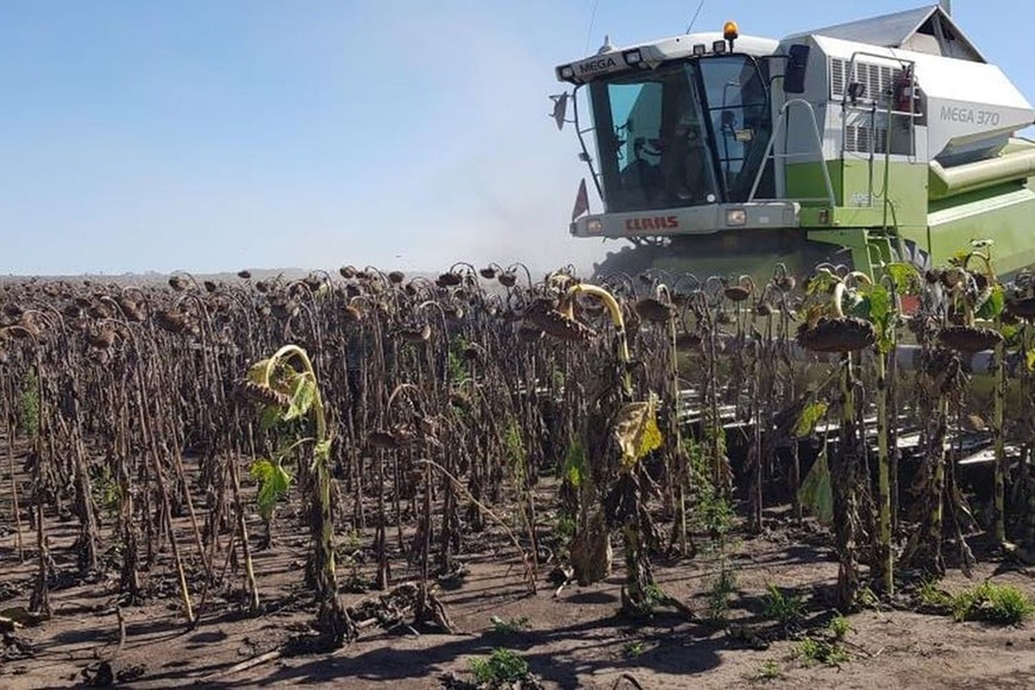 Buenas para el campo: de cara al 2026 mejora la perspectiva agroclimática