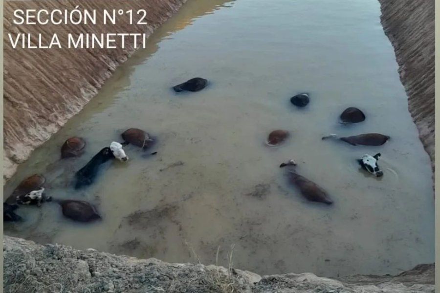 Vacas desconocidas ingresaron a su propiedad: quedaron atascadas en una represa