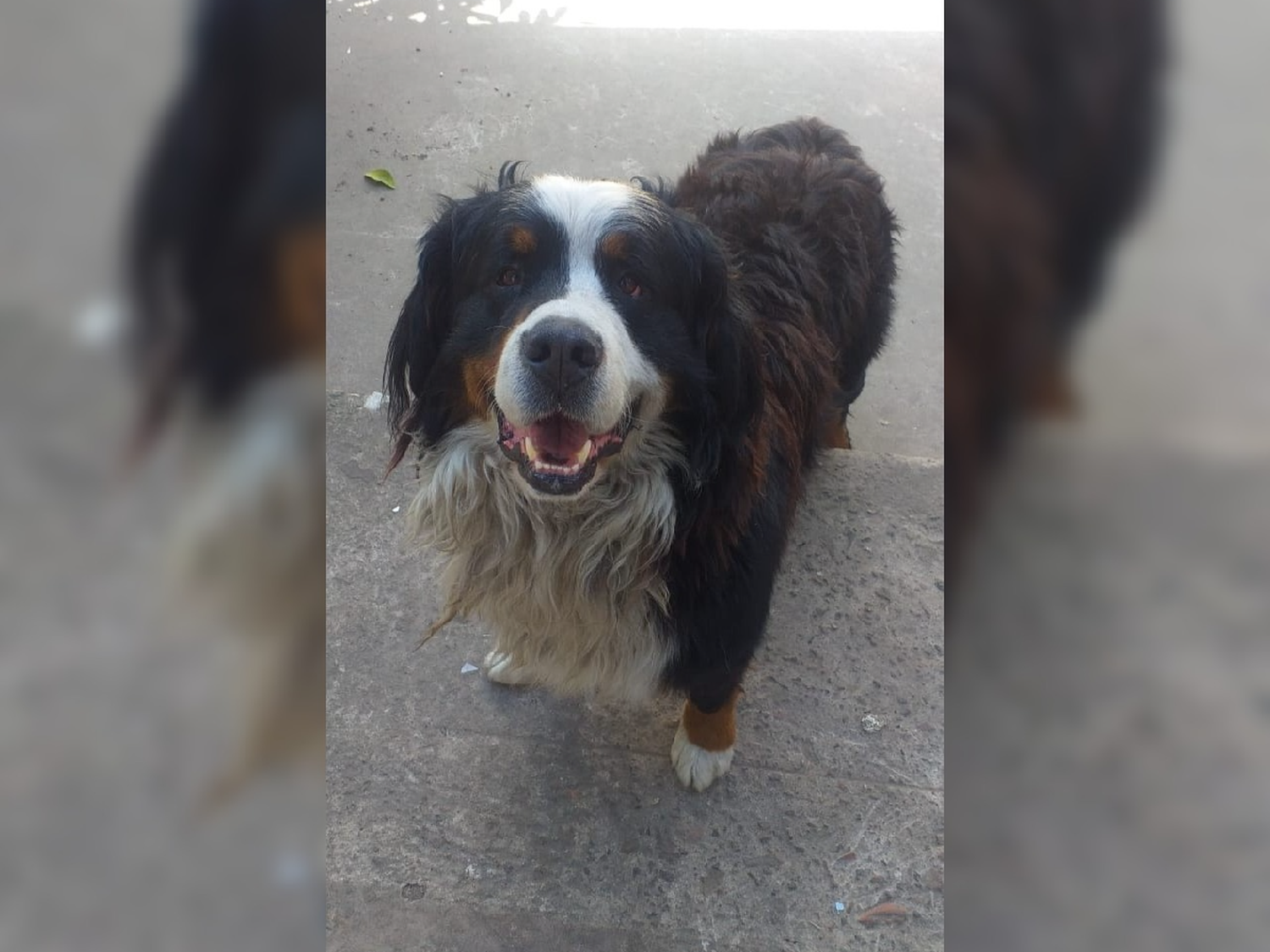 Furor por un perro que "roba" en un almacén