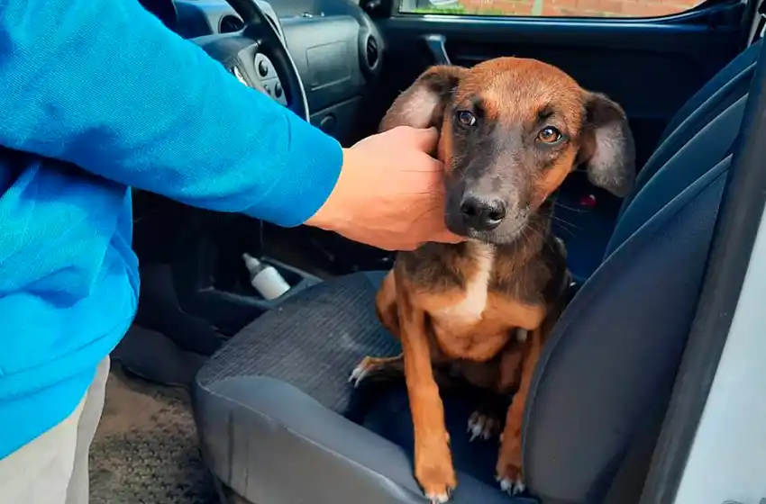 Maltrato animal: la pena mínima es de 15 días "y todos sabemos que es muy baja"