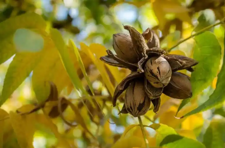 Con Abel Pintos como embajador, amplían la plantación de árboles de nuez pecán en hospitales con talleres terapéuticos