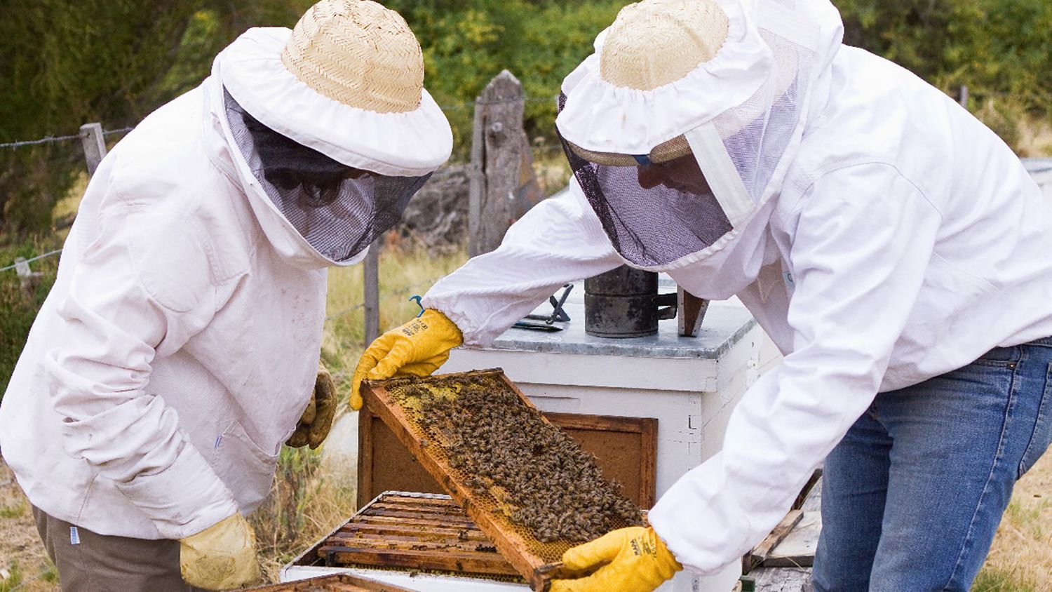 Se celebra el Día Mundial de las Abejas para contribuir con el desarrollo sostenible