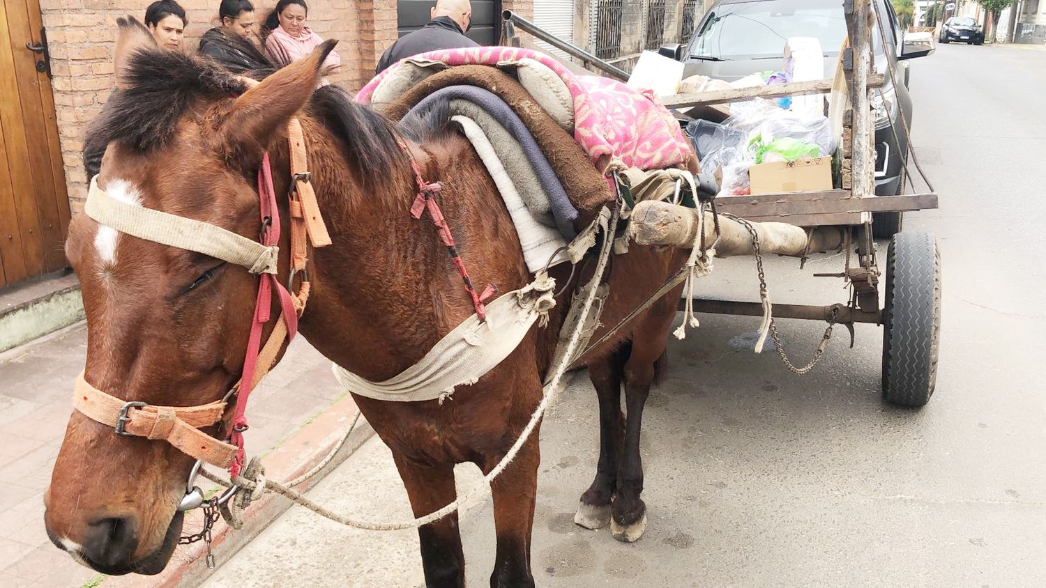 Se retuvo un equino por infracción a ley de maltrato animal