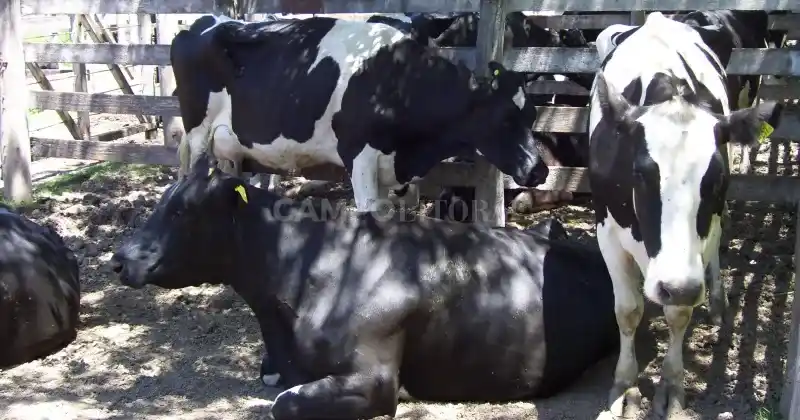La producción nacional de leche alcanzó el volumen más alto de los últimos diez años y el segundo en toda la historia del sector.