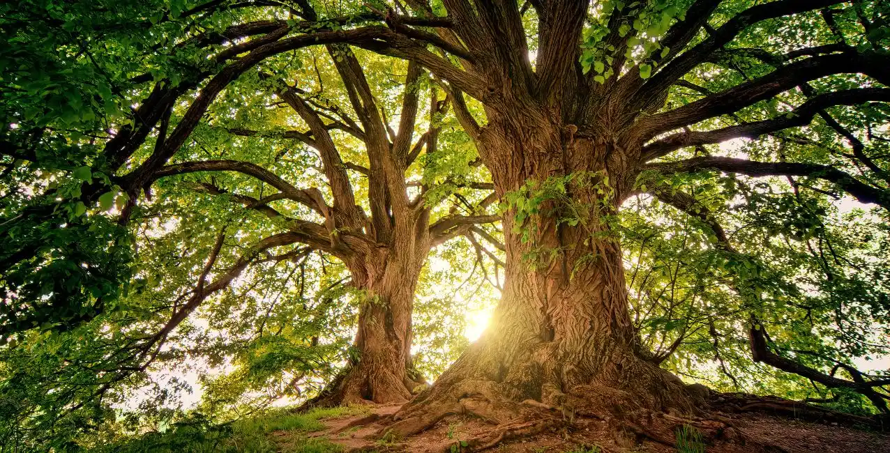 18 de octubre: Día Mundial de Protección de la Naturaleza