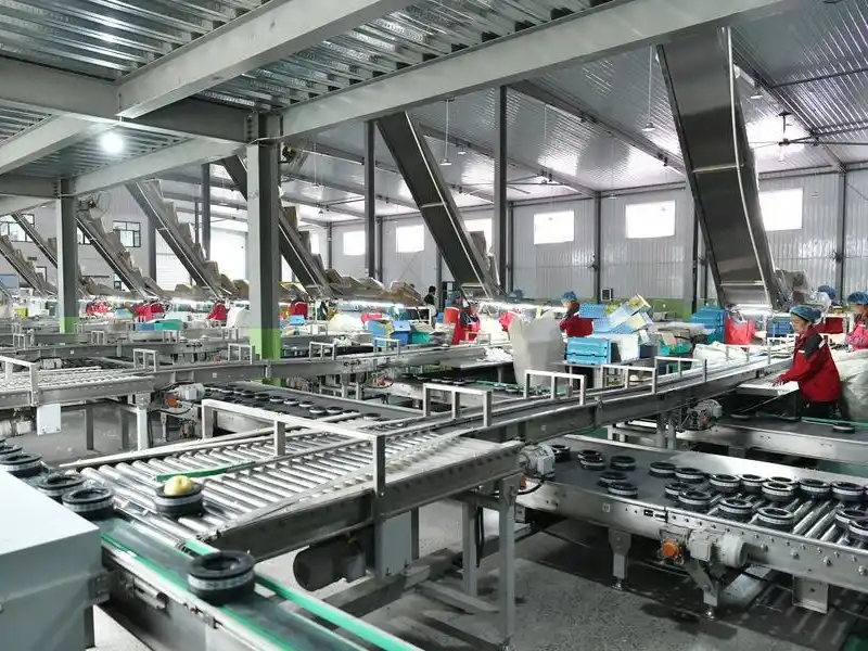 Primera exportación de peras chinas a Argentina