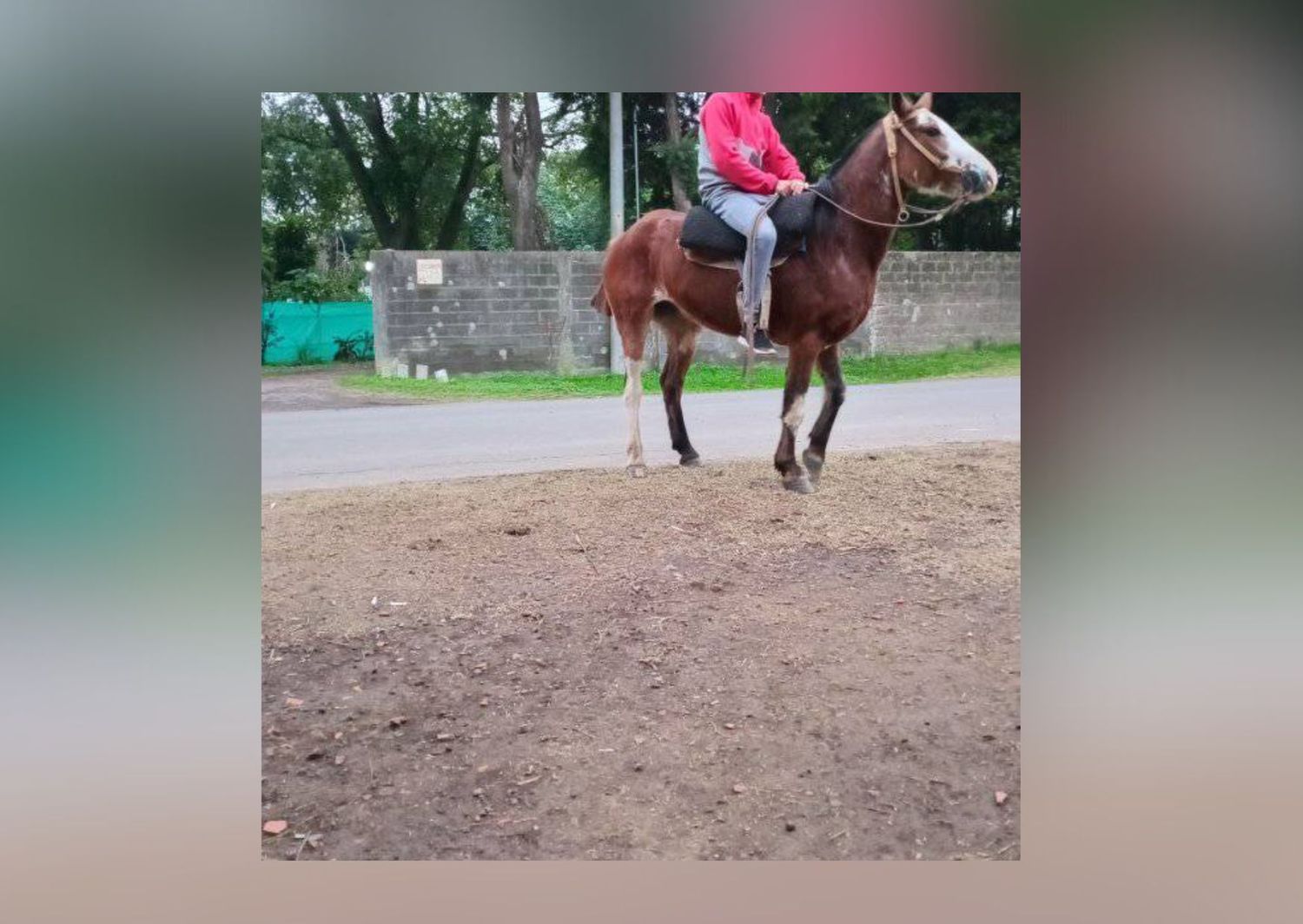 Yegua extraviada en Nieto de Torres y Benefactoras Sampedrinas