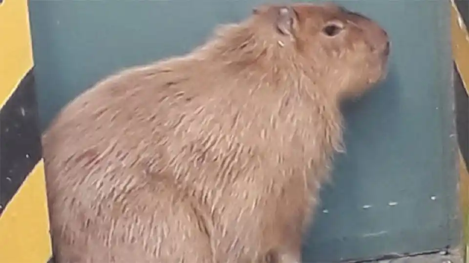 Se presume que el carpincho que apareció en la Base Aérea de Paraná estuvo en cautiverio