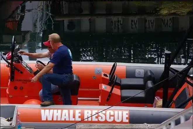 Muere un pescador tras ser golpeado por la ballena que acababa de liberar de una red