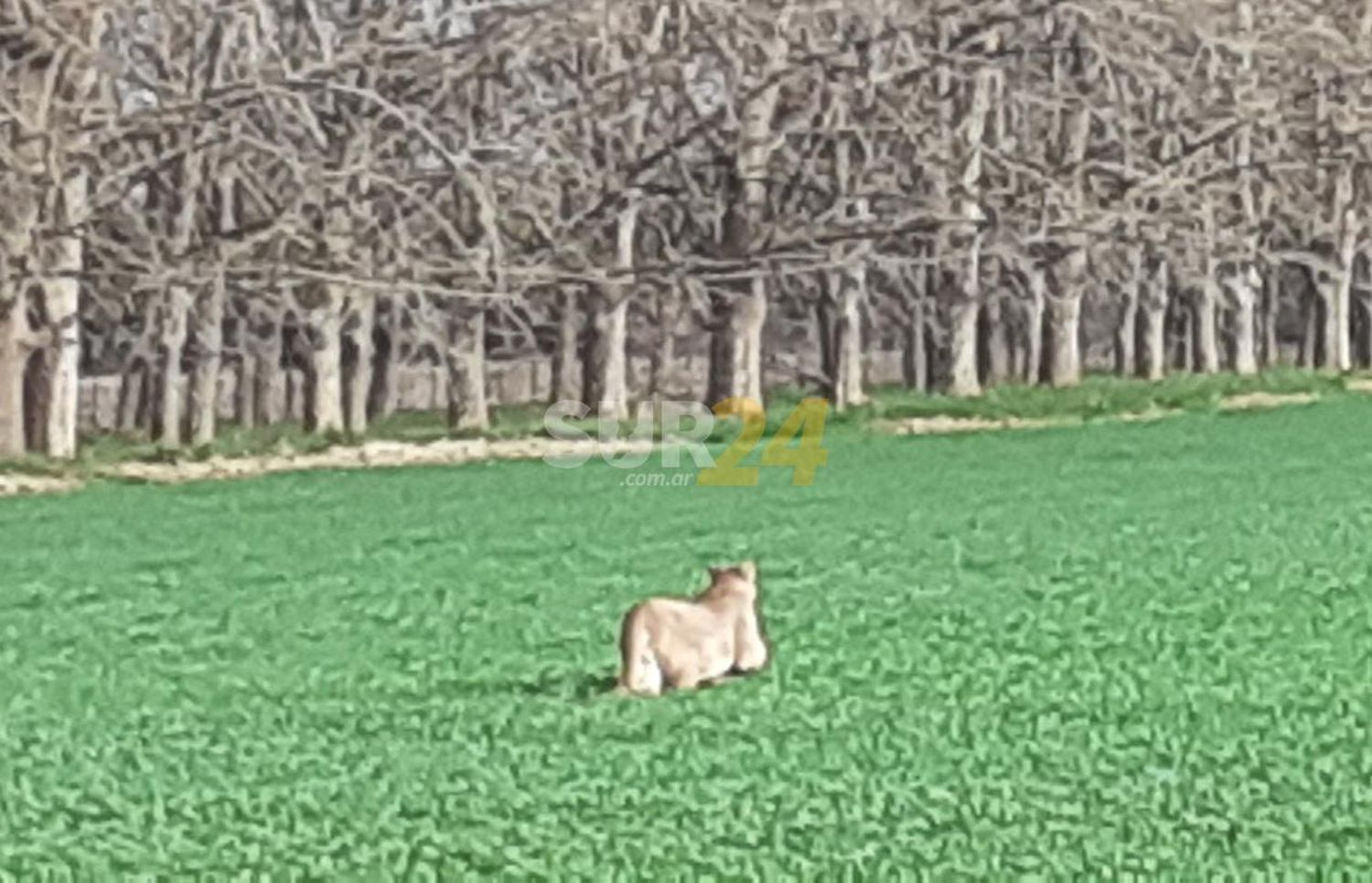 “Desesperante”: un puma tuvo en vilo a todo Aarón Castellanos al aparecer en el patio de una casa