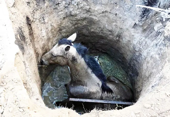Una yegua cayó a una fosa séptica y debió ser rescatada