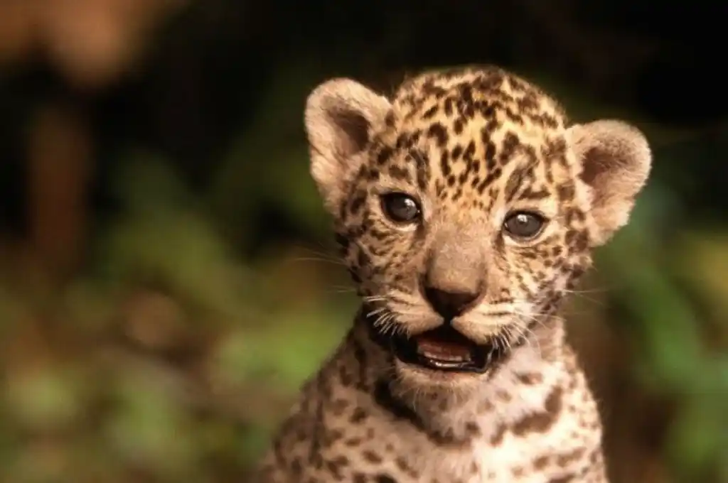 El gran humedal argentino ya alberga 17 ejemplares, de los cuales 9 ya fueron concebidos y nacidos en libertad