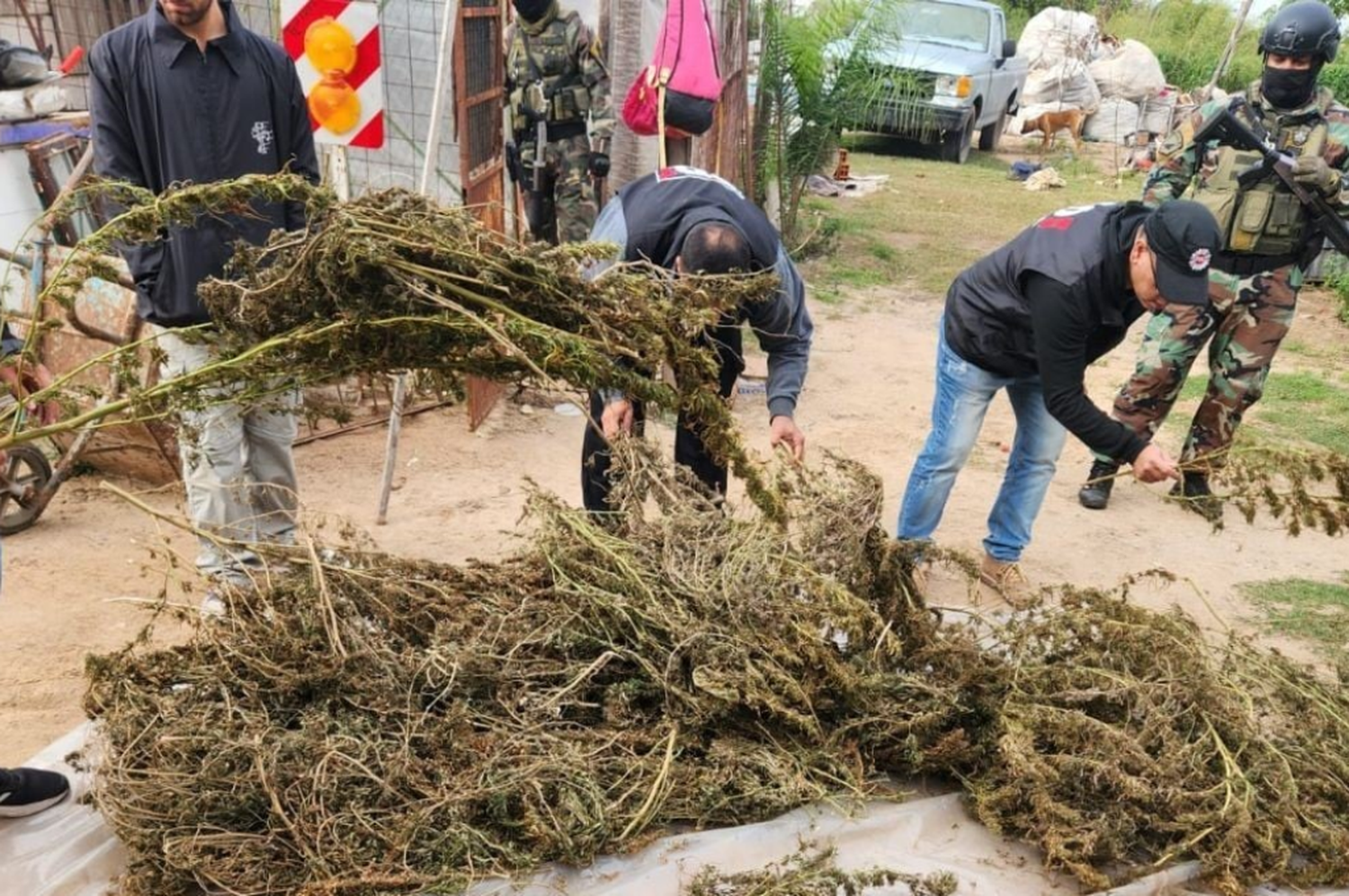 "Las personas investigadas también tenían en el patio de su vivienda un ejemplar de cannabis de más de dos metros de altura", especificó la fiscal.