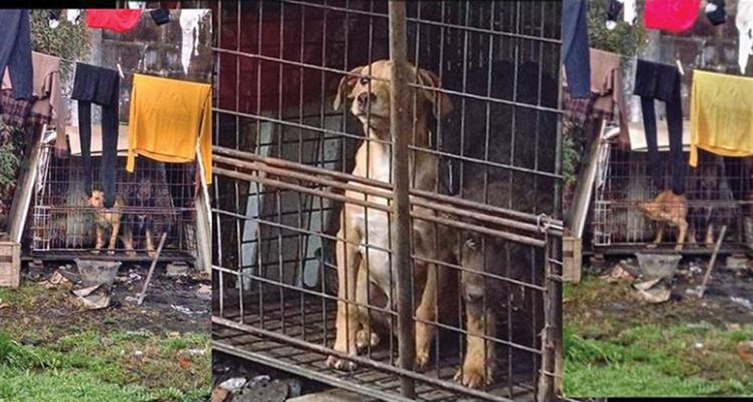 Determinarán si los perros rescatados de un supermercado eran para consumo humano