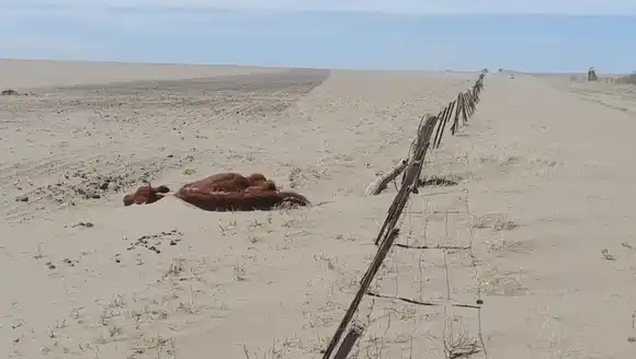 Se agrava la sequía en Patagones: El Intendente electo prorroga la emergencia y productores advierten por un "desierto"