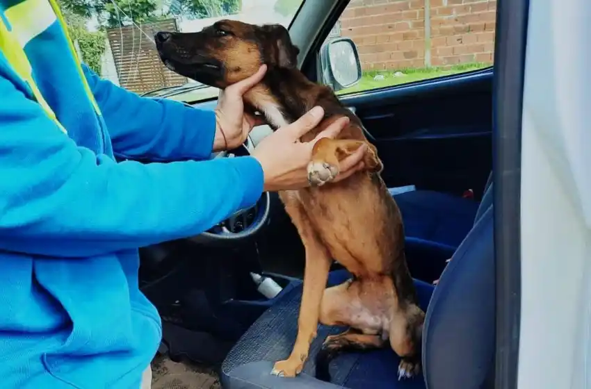 Barrio Juramento: rescatan a dos perros que se encontraban en estado de desnutrición