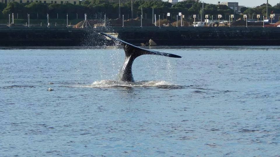 Las ballenas visitaron el Puerto de Quequén y quedaron grabadas en video