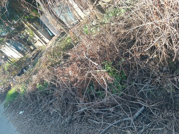 Sarmiento y Rojas: vecinos reclaman por ramas caídas que obstruyen el tránsito