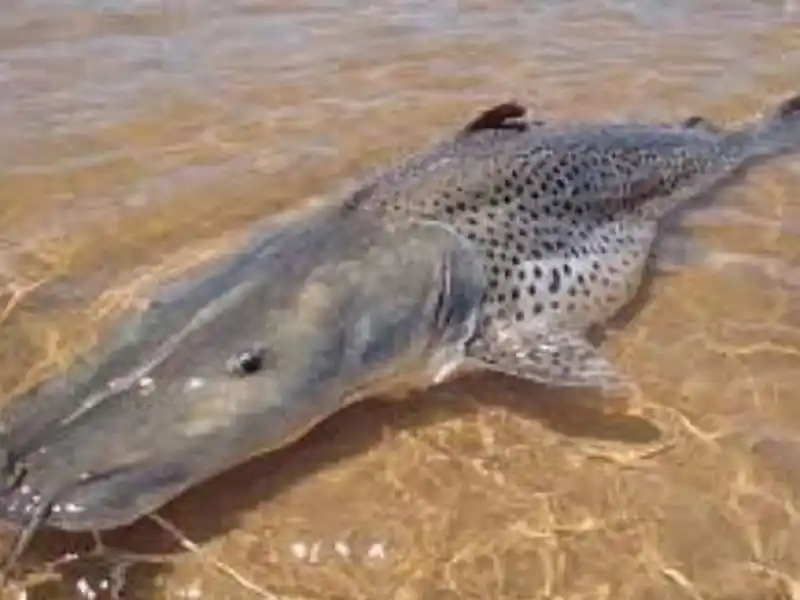 Hay que cuidar el surubí hasta el 15 de marzo