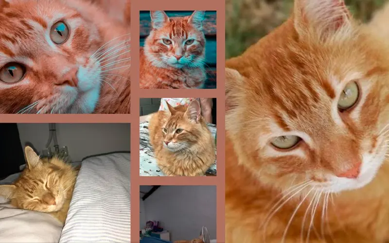 Buscan a este gato naranja