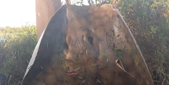 Hazaña: después de cinco horas de esfuerzo, dos pescadores capturaron una raya de más de 150 kilos