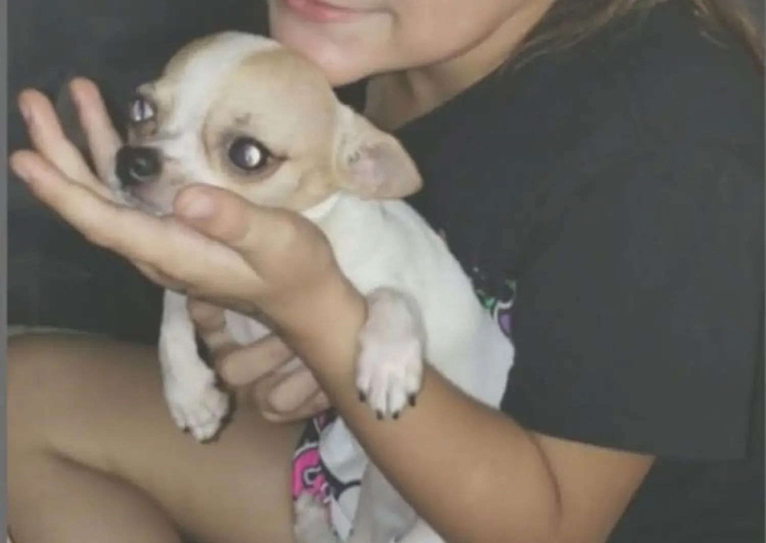 Buscan a perrita perdida en calle Benefactoras Sampedrinas