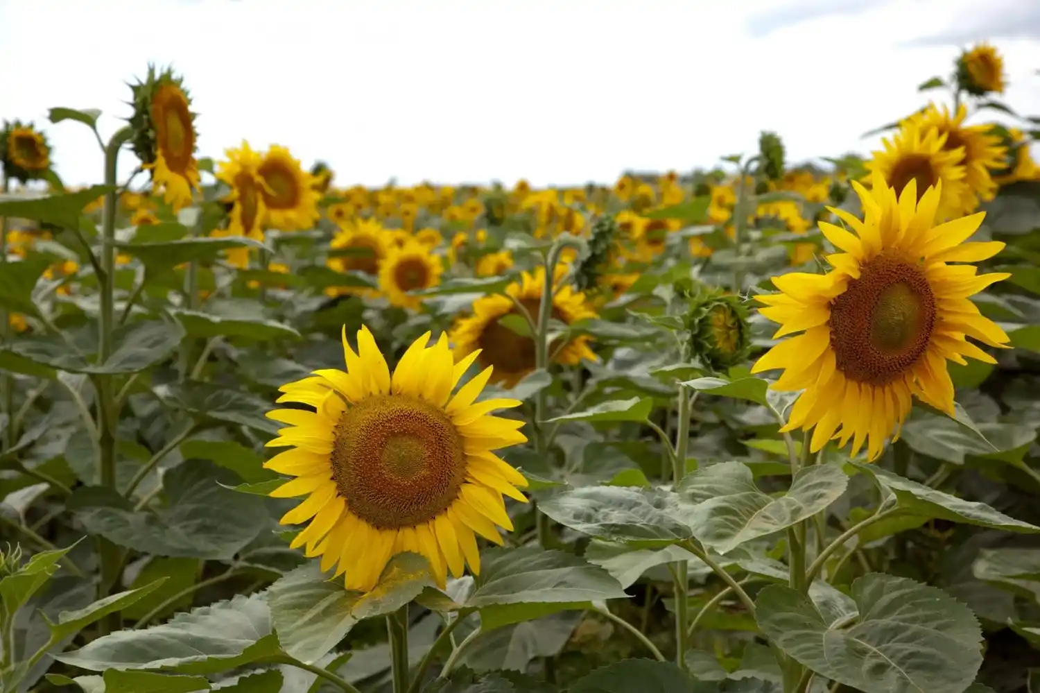 El girasol registró una marca histórica con 7.400.000 toneladas y un rendimiento promedio de 23,4 quintales por hectárea.