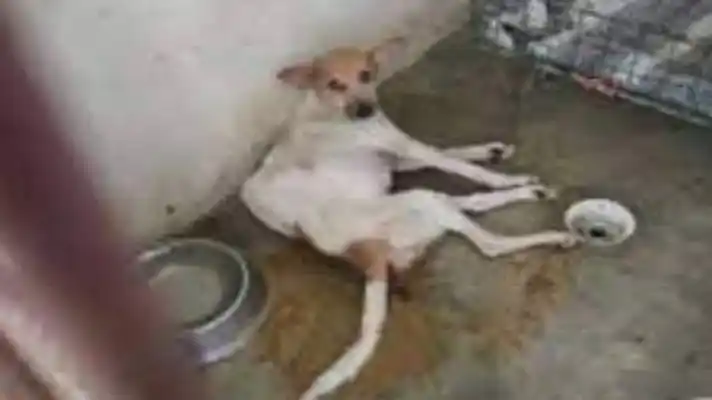 ANIMALES DESNUTRIDOS Y MALTRATADOS: Fiscalía de Maduro imputa a directivos de FundaBolívar por 12 delitos