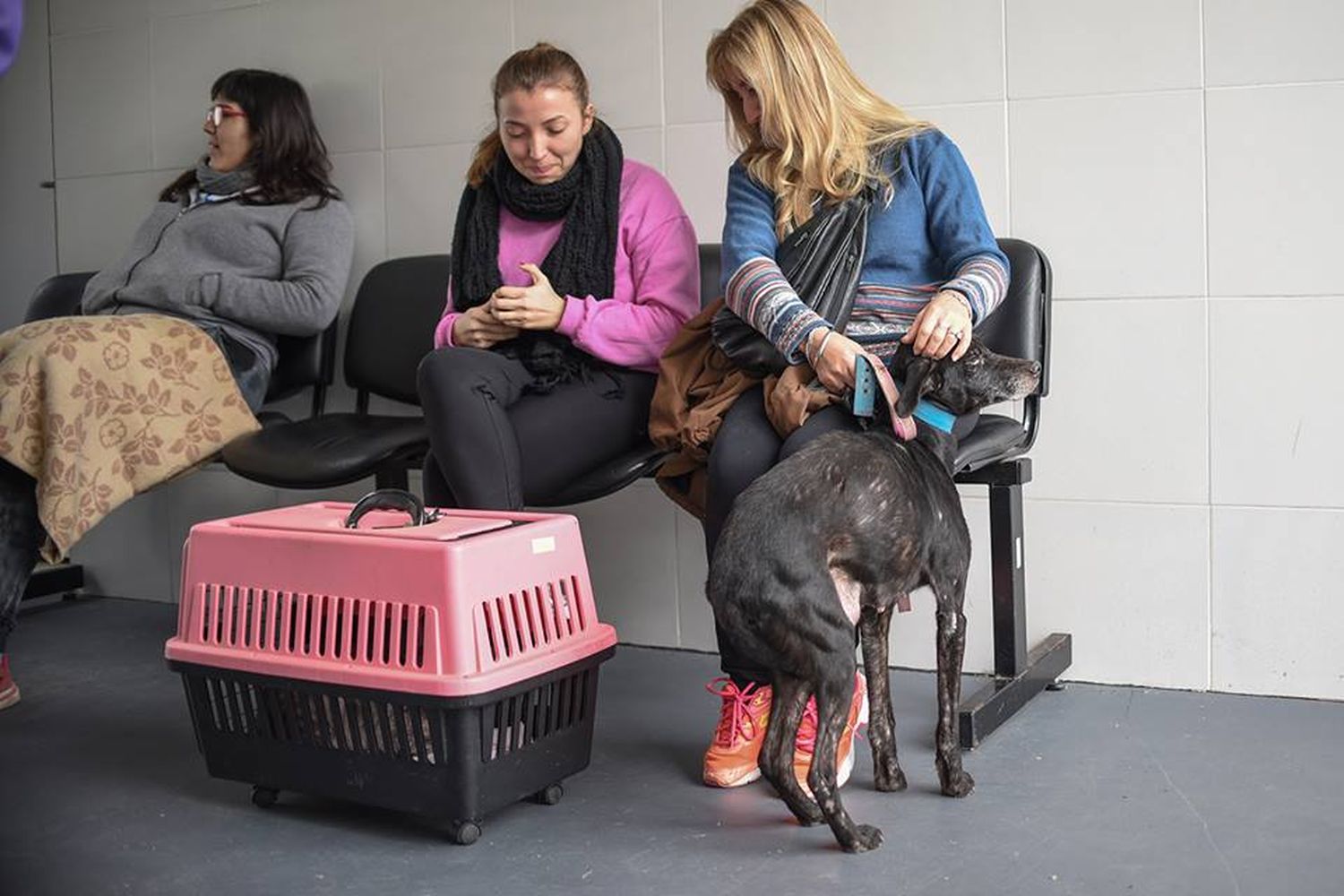 Este martes, el operativo de castración de mascotas llega a barrio Sáenz Peña