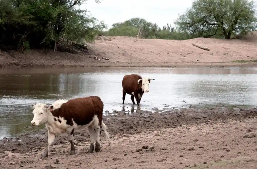 La sequía complica el panorama agrícolo-ganadero en varias provincias