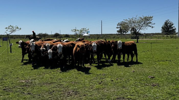 ganaderia campo agro vacas vaca vacuno - 1