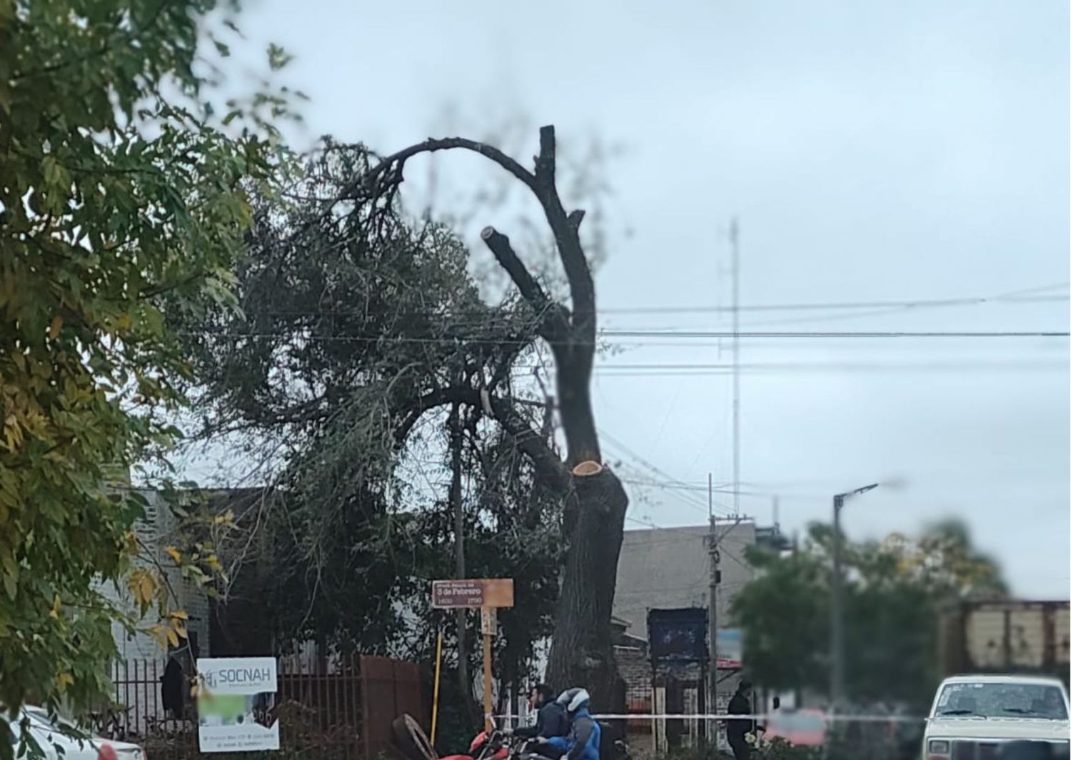 Poda excesiva en calle Rómulo Naón