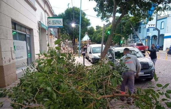 Plan anual de mantenimiento del arbolado público: se realizan trabajos de poda en avenida Santa Fe