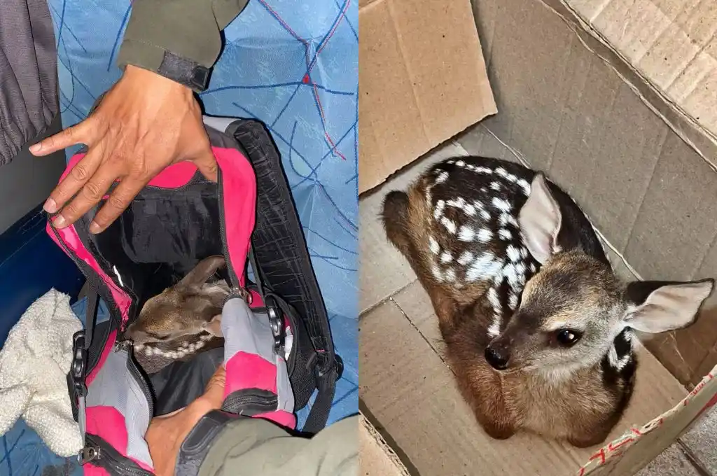 Rescataron un ciervo bebe